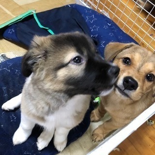 子犬