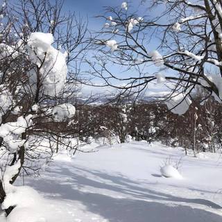 ニセコでシェフ急募中！