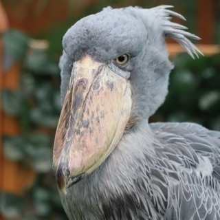 掛川花鳥園にいこう(•∋•) 