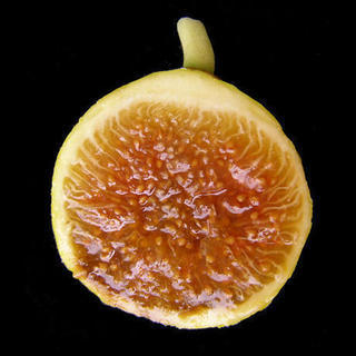 黄色くて極甘な果実の画像