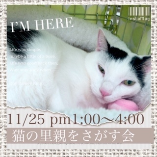 11月25日は猫の里親会＠亀有