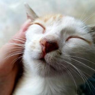 里親さんになってくださる方がみつかりました♡三毛猫の里親/トライ...