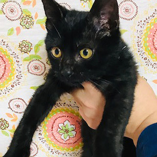 保護猫：わんぱくな黒猫の男の子です