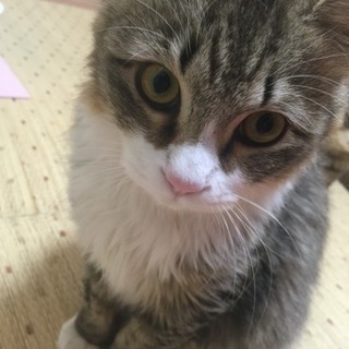生後7ヶ月 キジ白 兄妹 長毛 オス モフモフボディです