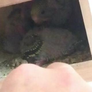 セキセイインコ 雛の里親募集
