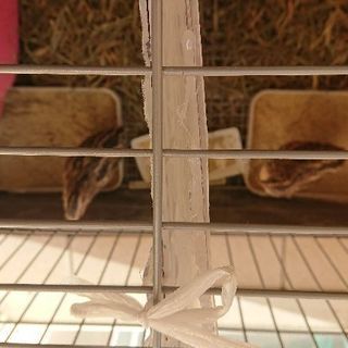 うずらの雄2羽もらってください
