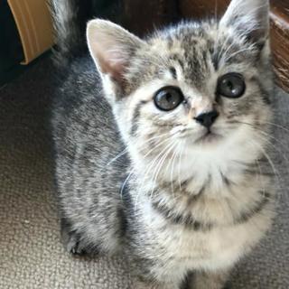 小さなキジトラまるこちゃん
