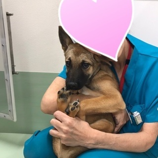 トライアル中❣️保健所からレスキュー🐶生後3か月位の子犬がシェル...