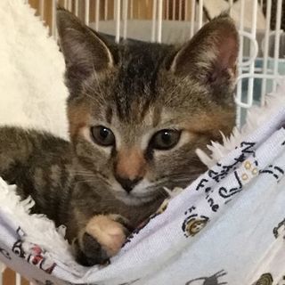 泣き虫で甘えん坊…とっても可愛い♪キジトラの仔猫☆
