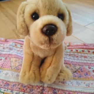 REAL  DOG  COLLECTION