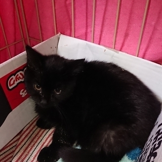 長毛Mixの甘えん坊で可愛い子猫！