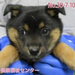 里親決定！有難うございました！保健所収容🆘チビ子犬兄妹が助けを待...