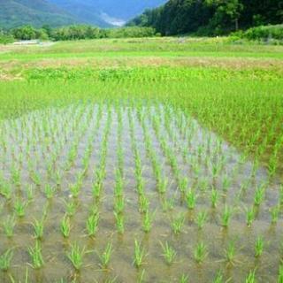 田んぼ　休耕田を貸して下さい　お礼有り