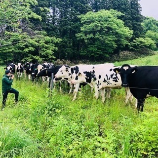 酪農短期アルバイト募集の画像