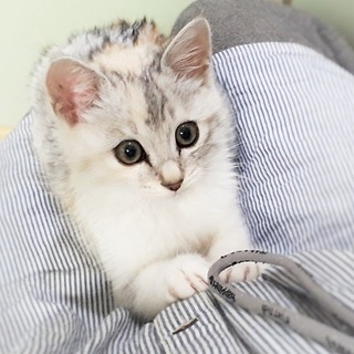 フワフワ子猫(メス)の里親になって下さい。