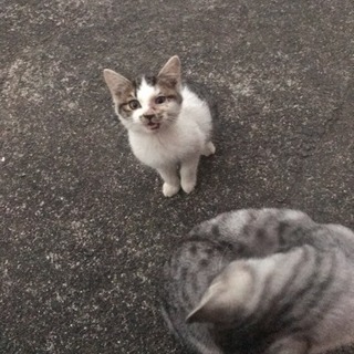 子猫もらってください