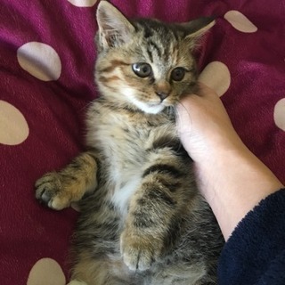 ありがとうございました。