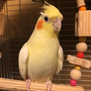オカメインコの里親さんを募集します