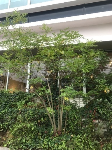 庭師、業者さん必見！大幅値下げ トネリコ(株立ち)