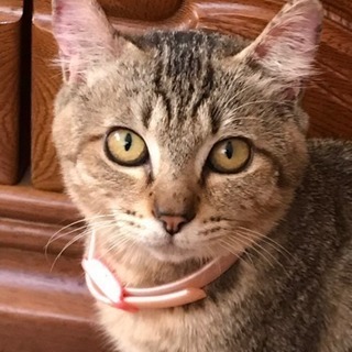 生後5~6ヶ月のメスの猫です。（キジトラちゃん）