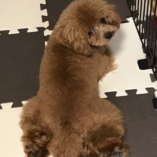 トイプードル  レッド 小さめ2.8kg 女の子です