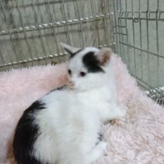 12月2日(日)新宿御苑の譲渡会に出します❤️黒白くん男の子生後...