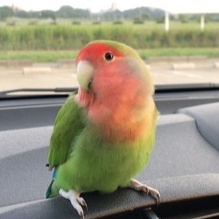 コザクラインコ探してます！11/15 大田区で迷子