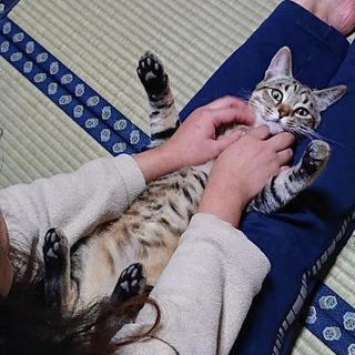 生後6ヶ月の猫です。