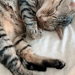 2歳 キジトラ
