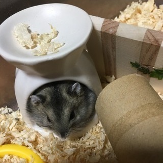 ハムスター飼い主さんいますか？友達募集