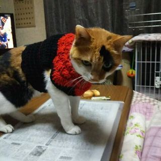 栃木・わんにゃん応援団🐶🐱譲渡会 - その他