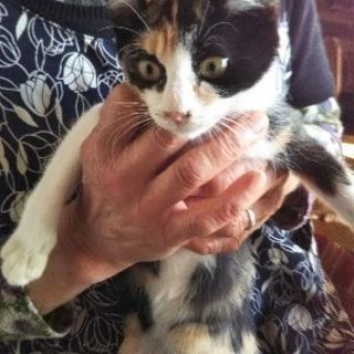 栃木・わんにゃん応援団🐶🐱譲渡会 − 栃木県