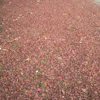 落ち葉を、無料で差し上げます（桜、もみじ）