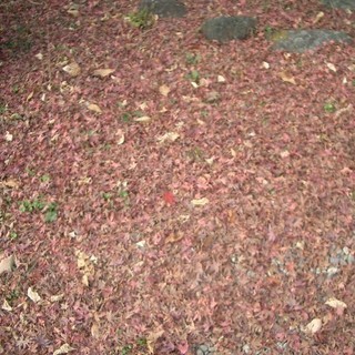 落ち葉を、無料で差し上げます（桜、もみじ）の画像