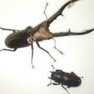 メタリフェルホソアカクワガタ　オス単の画像