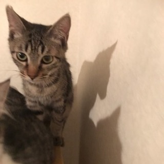 生後6ヶ月、サバ柄の男の子です。