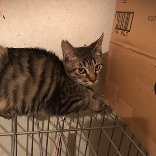 生後6ヶ月、サバ柄の男の子です。 - 猫