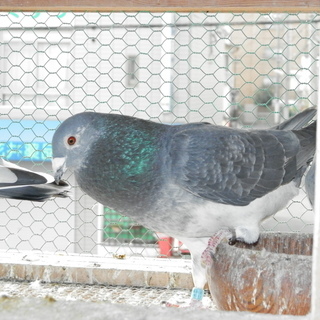 レース鳩、差し上げます - 神戸市