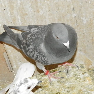 レース鳩、差し上げます - その他