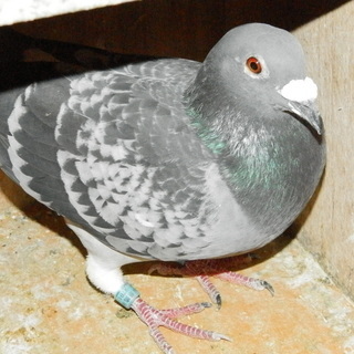 レース鳩、差し上げます - 里親募集
