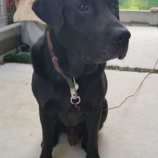 ラブラドール８才オス 里親募集 - 犬