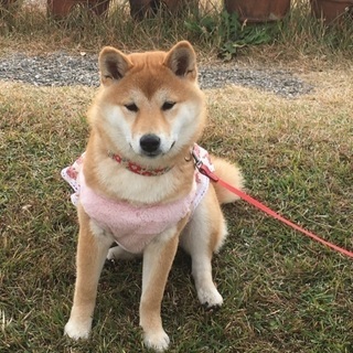 柴犬友達