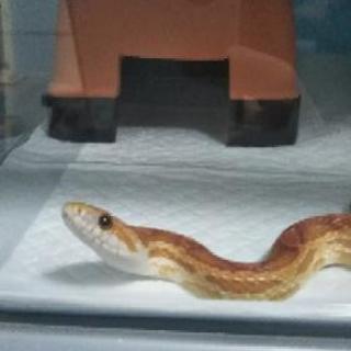 🐍蛇倶楽部🐍 ❗️部員募集中❗️