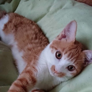 チョビヒゲ模様が可愛い茶白君です❣️ - 猫