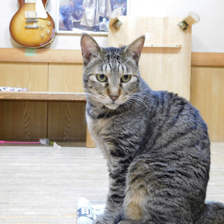 まだまだ先ですが、カラオケ＆猫好きさんのイベント