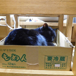 まだまだ先ですが、カラオケ＆猫好きさんのイベント - 港区