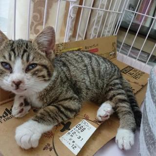保護猫ちゃんの里親募集します。