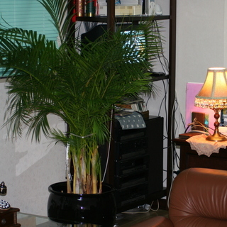 外国人のビザ相談