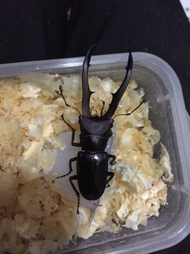 メタリフェルホソアカクワガタ パープルペア