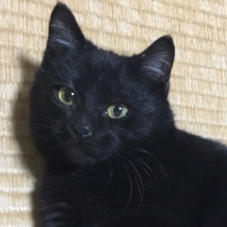 甘えん坊な黒子猫